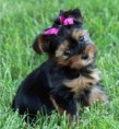 /album/neco-pro-zasmani-/yorkshireterrier-bella-jpg/